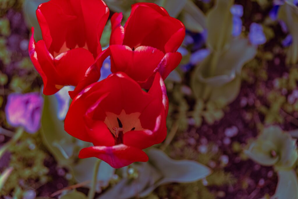 Bodenvorbereitung für Tulpen Bodenvorbereitung für Tulpen